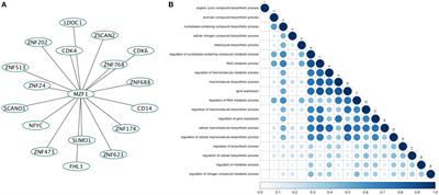 The Mutational Landscape of the Oncogenic MZF1 SCAN Domain in Cancer